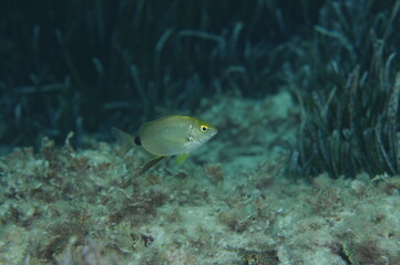 Raspall&oacute;n, Diplodus annularis