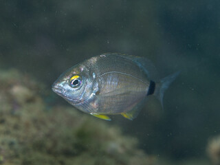 Fototapeta premium Raspallón, Diplodus annularis