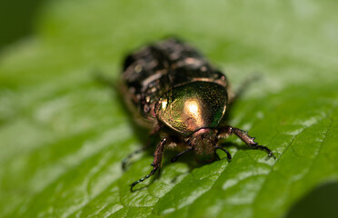 A small golden rose beetle (Cetonia aurata) sits on green leaves in nature