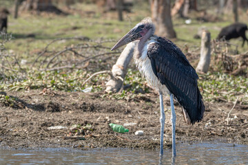Marabou Storks, a bird species of Ciconiidae, looks for food at Lake Naivasha Kenya Africa. Litter and garbage