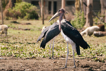 Marabou Storks, a bird species of Ciconiidae, looks for food at Lake Naivasha Kenya Africa