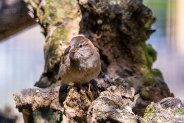 Eurasian Tree Sparrow - Passer montanus, common perching bird