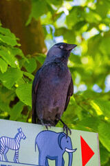 The western jackdaw (Coloeus monedula), also known as the Eurasian jackdaw