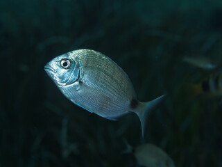 Sargo com&uacute;n, Diplodus sargus.