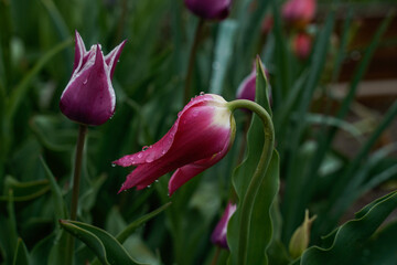 Focus on a beautiful, large, pink lily shaped tulip that is partially drooping. Additional tulips in the background.