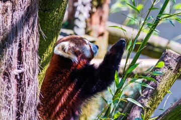 Red panda - Ailurus Fulgens - portrait. Cute animal