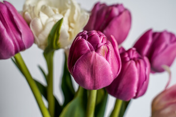 Closeup of a bouquet of pink, purple, and white tulips in a glass flower vase. White background.