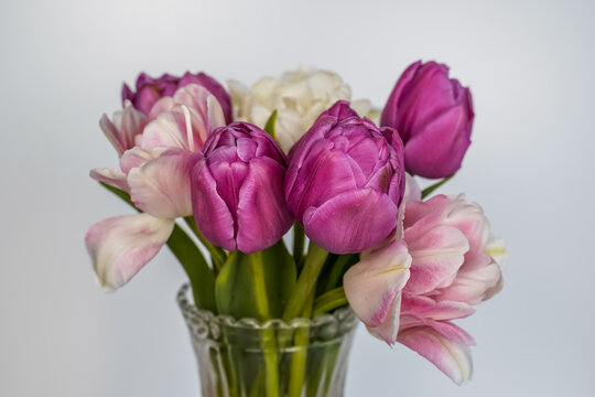 Bouquet of pink, purple, and white tulips in a glass flower vase. White background.