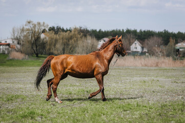 Fototapeta premium A beautiful brown horse, a stallion walks, grazes in a meadow with green grass in a pasture, nature in sunny weather. Animal photography, portrait, wildlife, countryside.