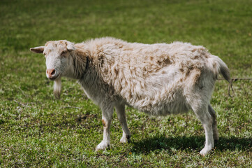A white, curly goat grazes in a meadow, a field with green grass on a farm. Animal photography, portrait.