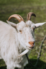 Photography, close-up portrait of the head of a white curly bearded goat with horns in a pasture, meadow. Animal in nature, pet.