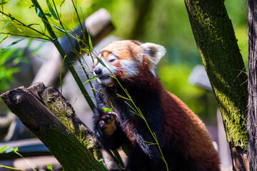Red panda - Ailurus Fulgens - portrait. Cute animal