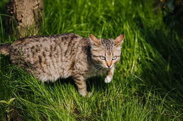 A small gray cat hunts, standing in nature in green grass. Photo of an animal.