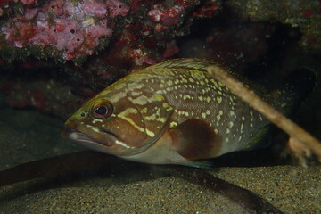 Epinephelus marginatus. Mero.