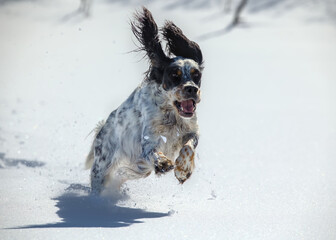 English setter running in high intensity