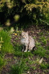 A small gray striped kitten stands in nature in the green grass. Photo of an animal, close-up portrait.