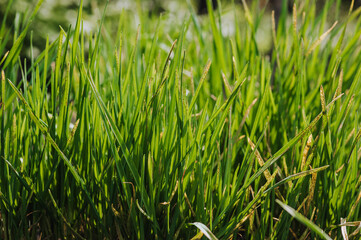 Obraz premium Green onion, garlic growing in the garden. Edible plant, nature, cultivation, close-up photography, gardening.