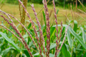 corn tree plant of flowers, stems, and leaves in a field.