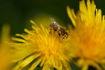 A small honey bee sits on the flowers of wild dandelion. The bee is covered with pollen.