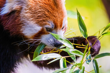 Red panda - Ailurus Fulgens - portrait. Cute animal