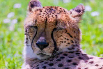 Cheetah Wild Cat Eyes, wildlife animals.