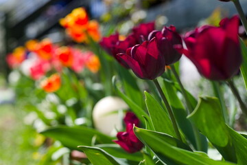 Naklejka premium Czerwone tulipany