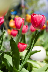 Fototapeta premium red and white tulips