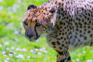 Cheetah Wild Cat Eyes, wildlife animals.
