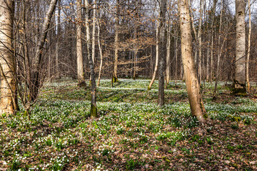 Lovely white and wild Snowflake Leucojum vernum Flowers in a german forest.