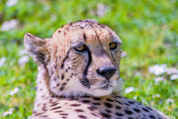 Cheetah Wild Cat Eyes, wildlife animals.