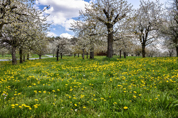 Obraz premium Cherry blossom on the hills around Pretzfeld, Germany in Franconian Switzerland