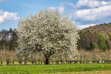 Fototapeta premium Cherry blossom on the hills around Pretzfeld, Germany in Franconian Switzerland