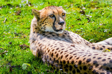 Cheetah Wild Cat Eyes, wildlife animals.