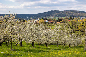 Cherry blossom on the hills around Pretzfeld, Germany in Franconian Switzerland