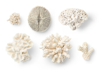 various beautiful corals isolated over a transparent background, ocean / sea, summer, beach, scuba diving, or vacation design elements, top view / flat lay