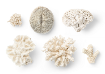 various beautiful corals isolated over a transparent background, ocean / sea, summer, beach, scuba diving, or vacation design elements, top view / flat lay