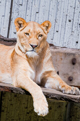 Beautiful wild african lioness lying in the zoo