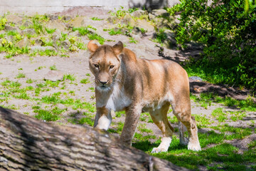 Beautiful wild african lioness lying in the zoo