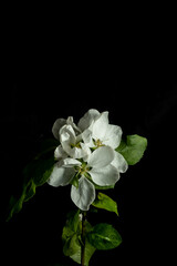 Obraz premium branch of blossoming cherry with white flowers on a black background. Springtime concept