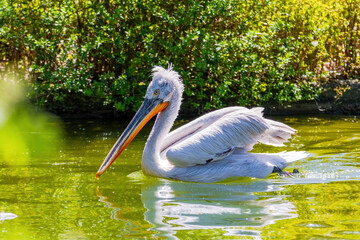 The great white pelican at the zoo