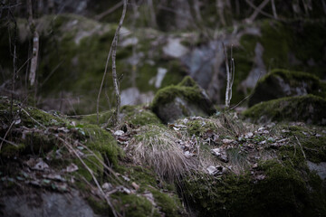 rocks and large stones covered with moss. dry bare trees grow on them