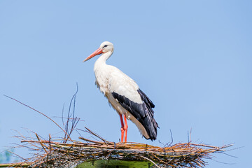 Beautiful white stork (Ciconia ciconia) in the nest