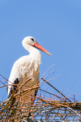Beautiful white stork (Ciconia ciconia) in the nest
