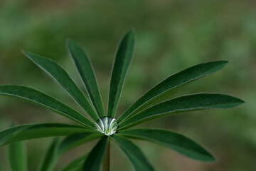 Macro shot of a raindrop in the  Lupin leaf. Dew, water after rain in the leaves. Lupine leaves. Morning dew. Beautiful transparent dew drop or rain. Green sprouts of Lupine in spring garden. Ecology