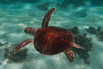 Turtle Swimming in the Sea