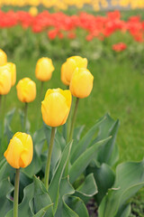 Obraz premium Yellow tulips close up. Tulips in the city, bright spring flowers, selective focus. Park of bright beautiful flowers. World Tulip Day