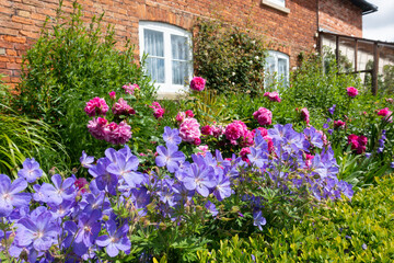 An English country garden, bright beautiful flowers blooming outside the windows of an old fashioned cottage in rural England, with roses growing up the wall.