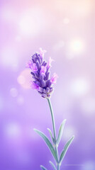 Fototapeta na wymiar Lavender flower background. Illustration AI Generative.