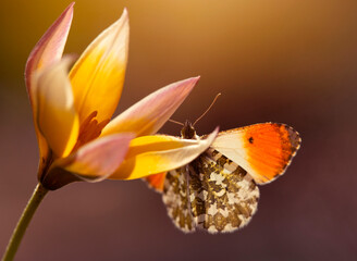 Motyl Zorzynek Rzeżuchowiec na tulipanie botanicznym