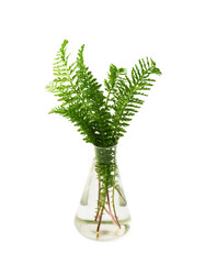 Green fresh plant in glass test tube in laboratory on white background. 
